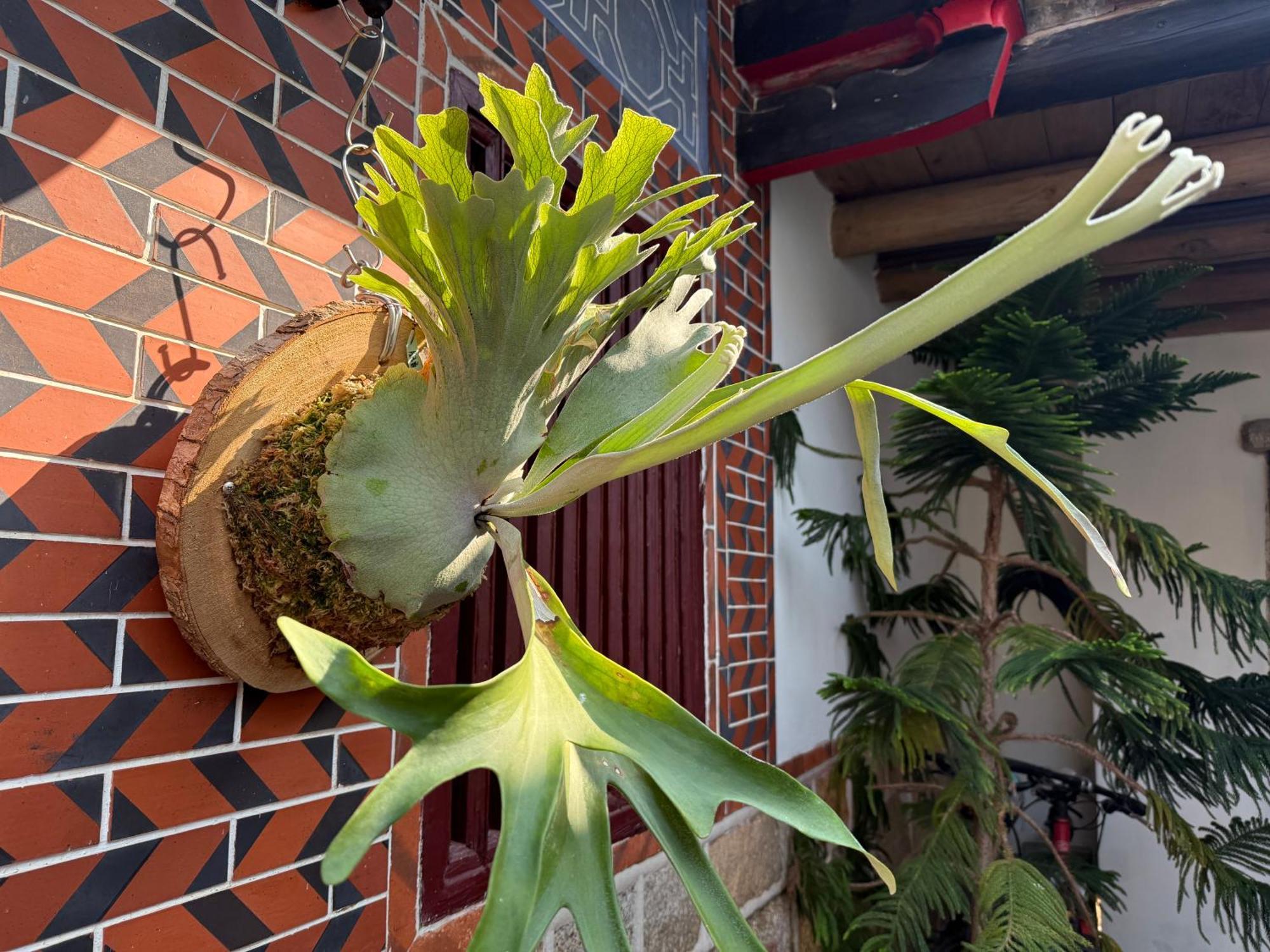 ג'ינצ'נג Grace Homestay מראה חיצוני תמונה